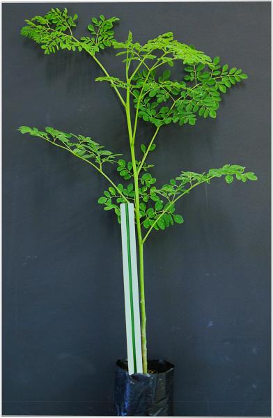 moringa-oleifera-plants