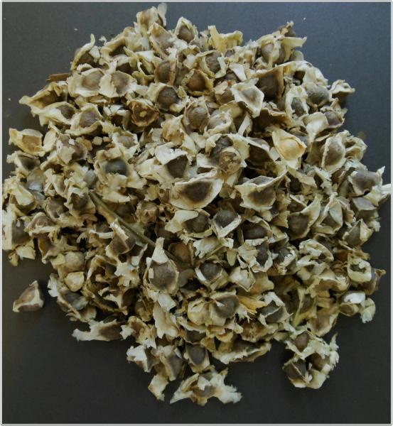 moringa-pkm1-hybrid-seed